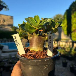 0806 08 Arabicum Mammoth F3