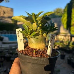 0806 06 Arabicum Tyson F3