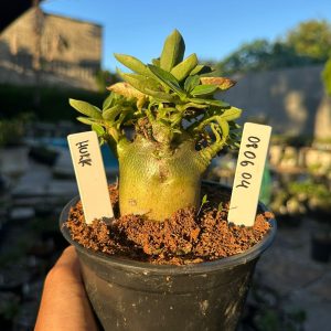 0806 04 Arabicum Hulk F3