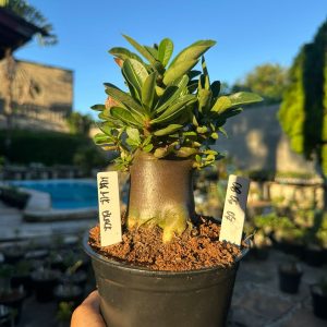 0806 07 Arabicum MK Mk Black  - Adulta