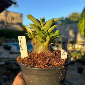0806 03 Arabicum Minotauro F3