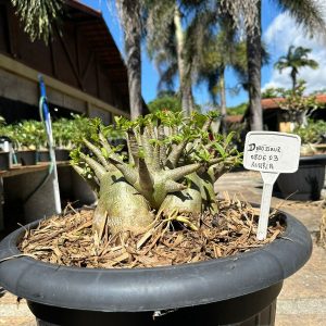 0806 03 Arabicum Dinossaur avaria  - Adulta