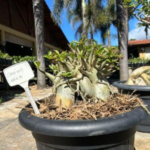 0806 01 Arabicum Darckseid - Adulta