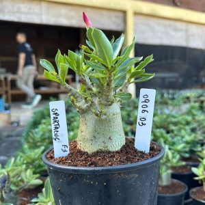 0806 03 Arabicum Spartacus F3