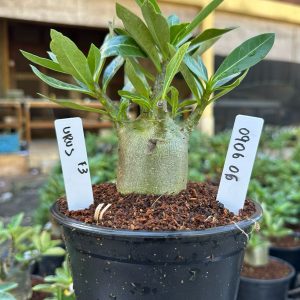 0806 06 Arabicum Urus F3