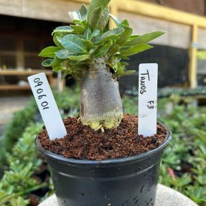 0806 01 Arabicum Tanos Black  F3