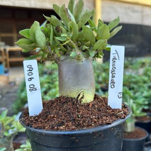 0806 08 Arabicum Tiranossauro F3