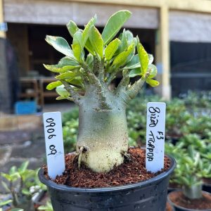 0906 09 Arabicum Bizão Tigrada  F3
