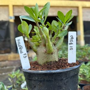 0806 10 Arabicum Megatron F3