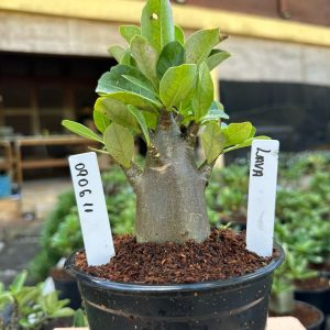 0806 11 Arabicum Lava F3