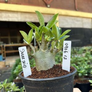 0806 12 Arabicum Darckseid F3