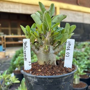 0806 07 Arabicum Braquiossauro F3