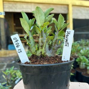 0806 15 Arabicum Mammoth F3