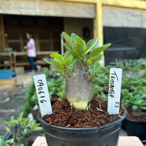 0806 16 Arabicum Triceratops F3