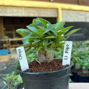 0806 17 Arabicum Hades F3