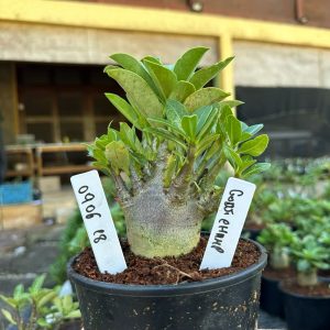 0806 18 Arabicum Godj champ F3