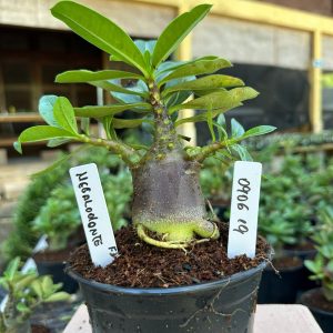 0806 19 Arabicum Megalodonte F3