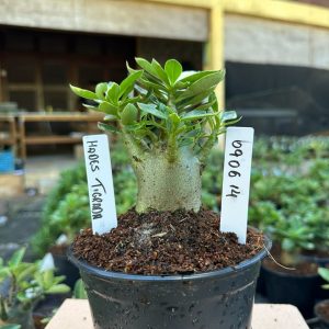 0806 14 Arabicum Hades Tigrada  F3