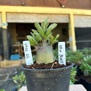 0806 23 Arabicum Odin Black F3