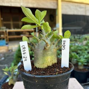 0806 24 Arabicum Hades F3