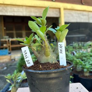0806 25 Arabicum MkMk F3