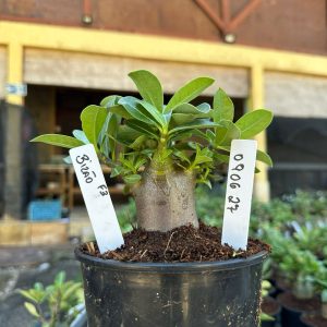 0806 27 Arabicum Bizão F3