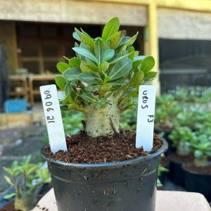 0806 21 Arabicum Urus F3