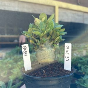 0806 30 Arabicum Dobby F3