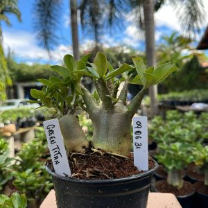 0806 31 Arabicum Green Titan  F3