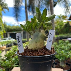 0806 32 Arabicum Zeus f3