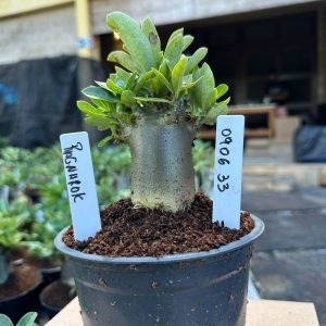0806 33 Arabicum Ragnarok F3