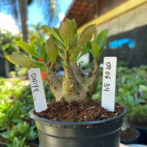 0806 34 Arabicum Onyx F3