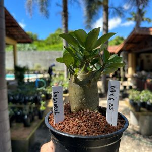 0806 35 Arabicum Ragnarok F3
