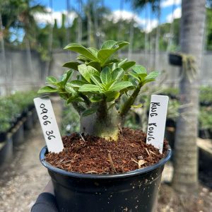 0806 36 Arabicum King Kong F3