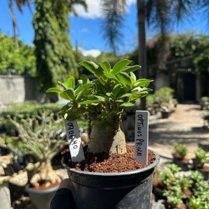 0806 40 Arabicum Optimus Prime F3