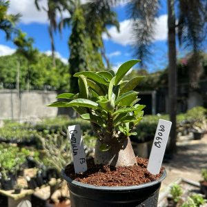 0806 42 Arabicum Godzilla F3