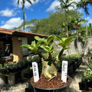 0806 43 Arabicum Panzer F3