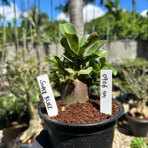 0806 44 Arabicum super Black F3