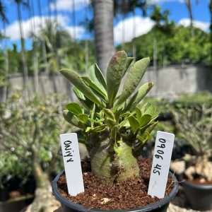 0806 45 Arabicum Oniyx  F3