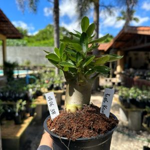0806 38 Arabicum King Kong F3