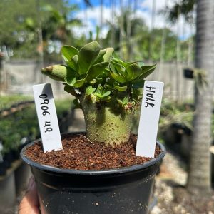0806 49 Arabicum Hulk F3
