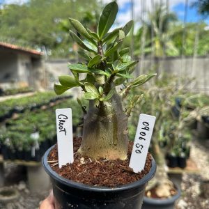 0806 50 Arabicum Groot  F3