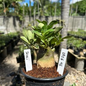 0806 46 Arabicum Javali F3