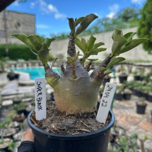 0806 22 Arabicum Super black  F3