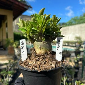 0906 54 Arabicum Hércules F3