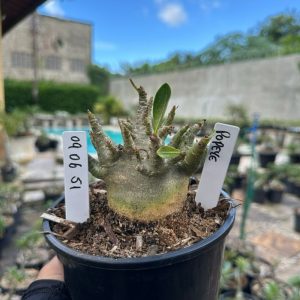 0806 51 Arabicum Popeye F3