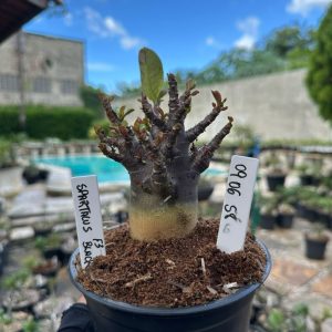 0806 58 Arabicum Spartacus Black F3