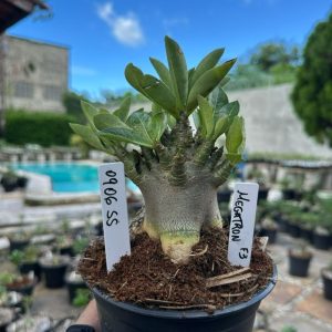 0806 55 Arabicum Megatron  F3
