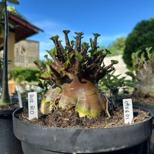 0806 01 Arabicum Hulk Red - Adulta