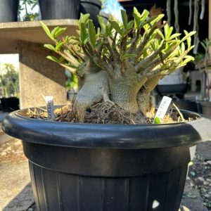 0806 07 Arabicum Darckseid - Adulta